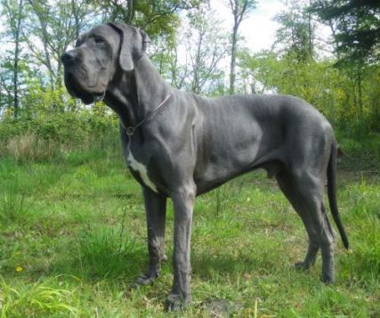 What does a boarhound look like 