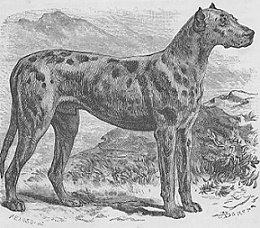 boarhound puppy