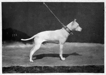 'Victor III', shown by Walter Potts at the Internationale Ausstellung von Hunden aller Racen zu Hannover Date: 1879