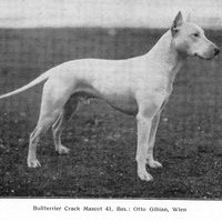 Early Bull Terrier